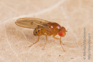 Имаго  Drosophila phalerata