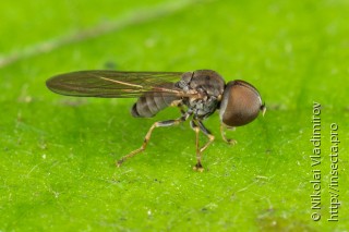 Pipunculidae