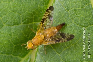 Самка  (Xyphosia miliaria)