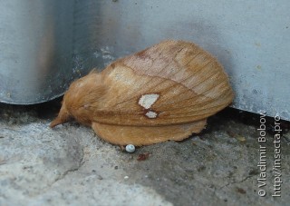 Euthrix albomaculata