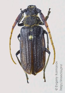 Имаго  Sarmydus antennatus