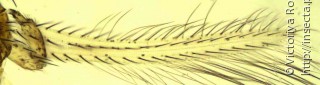 Имаго  (Frankliniella occidentalis)