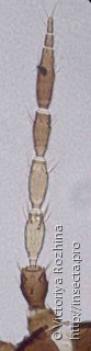 Frankliniella tenuicornis