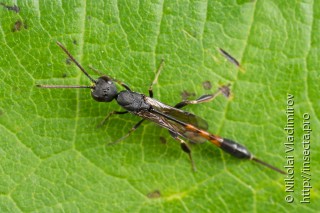 Gasteruptiinae