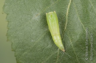 Cyclophora albipunctata