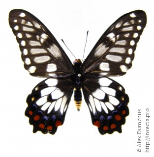 Самец  Papilio anactus
