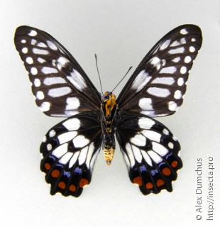 Имаго  Papilio anactus