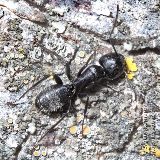 Имаго  Camponotus vagus