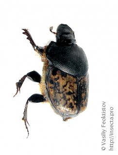 Самка  (Onthophagus nuchicornis)