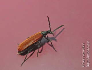 Pyrochroidae