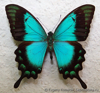 PAPILIO LORQUINIANUS GELIA unmounted butterfly 