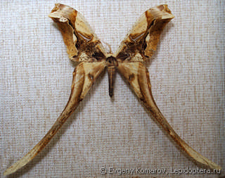 Имаго  Copiopteryx derceto