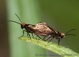 Самец и самка  (Micropterix calthella)