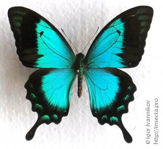 Papilio lorquinianus