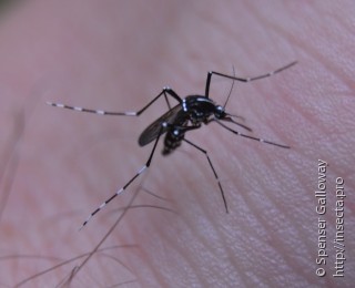 Имаго  Aedes albopictus