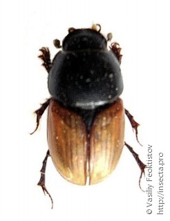 Colobopterus erraticus