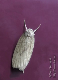 Имаго  (Pelosia noctis)