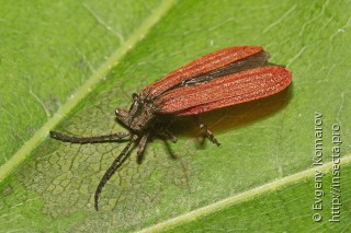 Самка  Macrolycus flabellatus