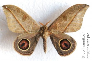 Самец  Leucanella nyctimene