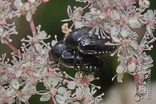 Самец и самка  Popillia flavosellata