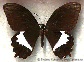 Имаго  Papilio heringi