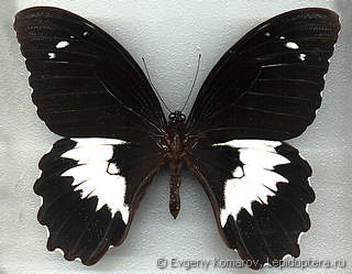 Papilio gambrisius