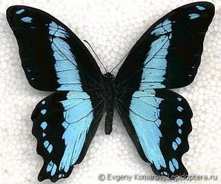 Papilio bromius male *Central Africa* 