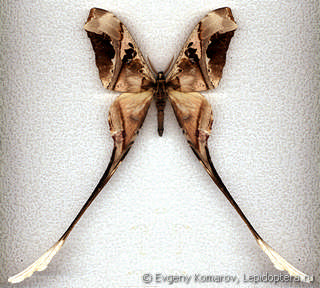 Copiopteryx semiramis
