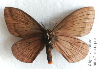 Самец  Pseudodirphia andicola
