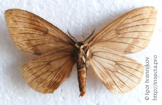 Pseudodirphia