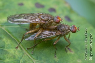 Самец и самка  Scathophaga inquinata