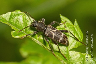Xylotrechus ibex