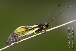 Libelloides sibiricus