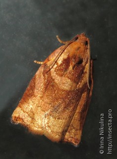 Самец  Archips ingentanus