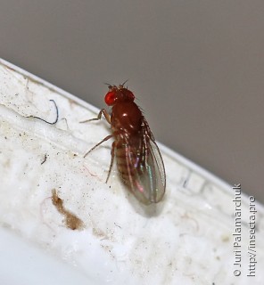 Имаго  Drosophila melanogaster