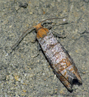 Имаго  Pseudococcyx turionella