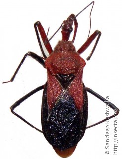 Rhynocoris marginatus