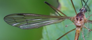 Cylindrotoma distinctissima