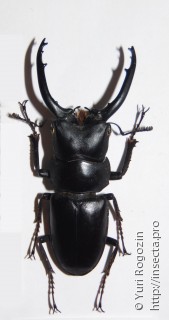Самец  Prosopocoilus guerlachi
