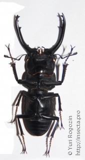 Самец  Prosopocoilus guerlachi