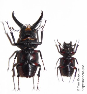 Самец и самка  Prosopocoilus spineus