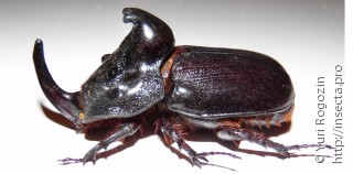 Trichogomphus martabani
