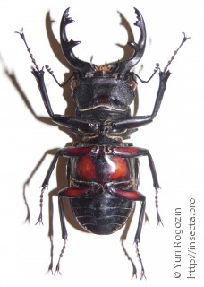 Odontolabis spectabilis