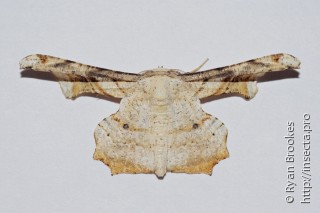 Gonodontis pallida