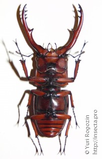 Самец  Prosopocoilus astacoides