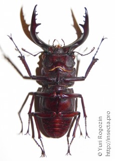 Самец  Prosopocoilus inclinatus