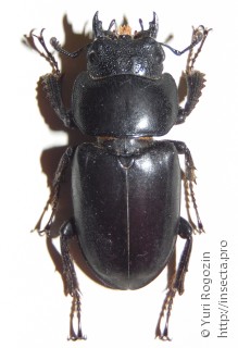 Prosopocoilus gertrudae