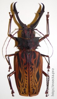 Самец  Macrodontia cervicornis