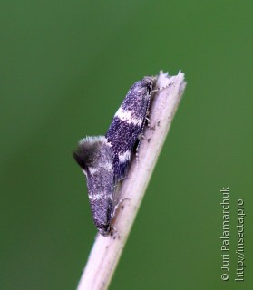 Самец и самка  Elachista pullicomella