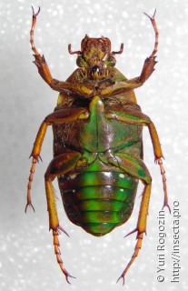 Stephanorrhina adelpha
